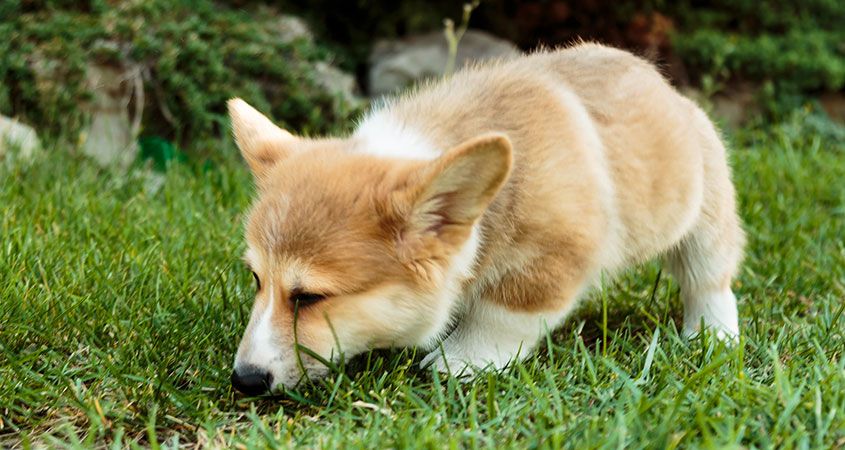 Why Your Dog Eats Poop and How to Stop It