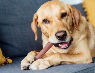 The Best Dental Chews for Dogs