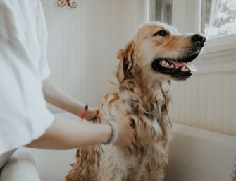 How to Stop a Dog from Shedding Hair Excessively