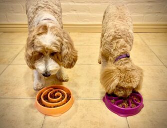 Best Slow Feeder Dog Bowl For Slowing Down Fast Eating