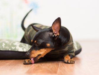 Best Dog Licking Paws Remedies To Use On Dogs at Home