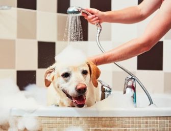 Can You Use Baby Shampoo on Dogs?