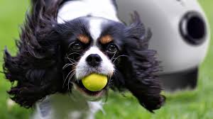 The Best Automatic Dog Ball Thrower For Play