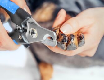 Best Dog Nail Clippers For Black Nails Grooming at Home