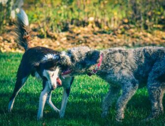 How to Stop Aggressive Behavior in Dogs: 7 Tips