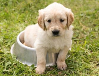 5 Interesting Facts about Short Haired Golden Retrievers