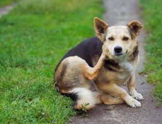 7 Natural Home Remedies for Itchy Dogs