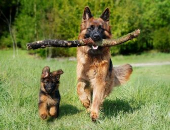 5 Interesting Facts about Short Haired German Shepherds