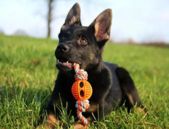 Best Chew Toys For German Shepherd Puppies