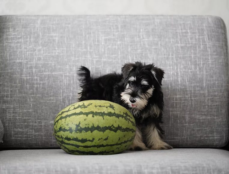 Dog on chair with watermelon